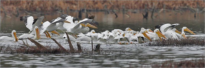 American white Pelicans