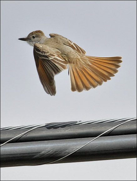 Ash-throated Flycatcher