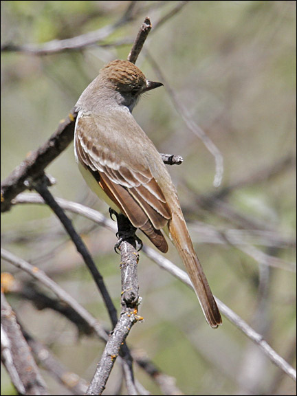 Ash-throated Flycatcher (1 of 2)