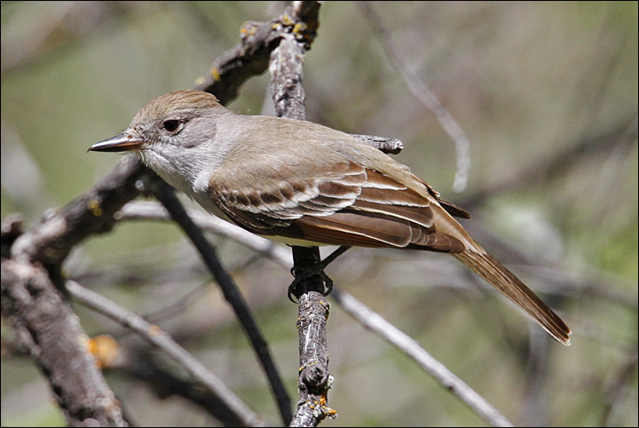 Ash-throated Flycatcher (2 of 2)