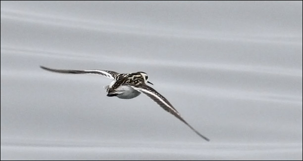 Red-necked Phalarope, juvenile