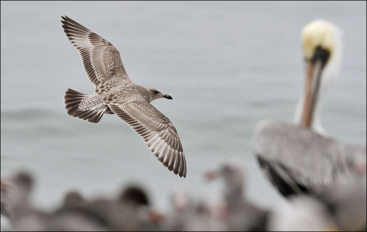 Glaucous-winged x Herring Gull, 1st cycle