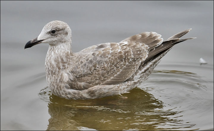 Glaucous-winged x Herring Gull, 1st cycle