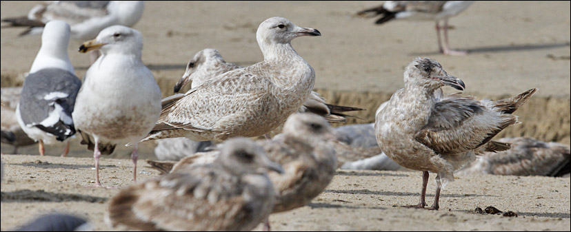 GWxHERG (center), 1st cy with assortment of WEGUs