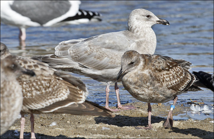 GW x HERG (center )2nd cy with 1st cy WEGUs