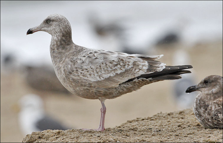 Herring Gull, 2nd cycle