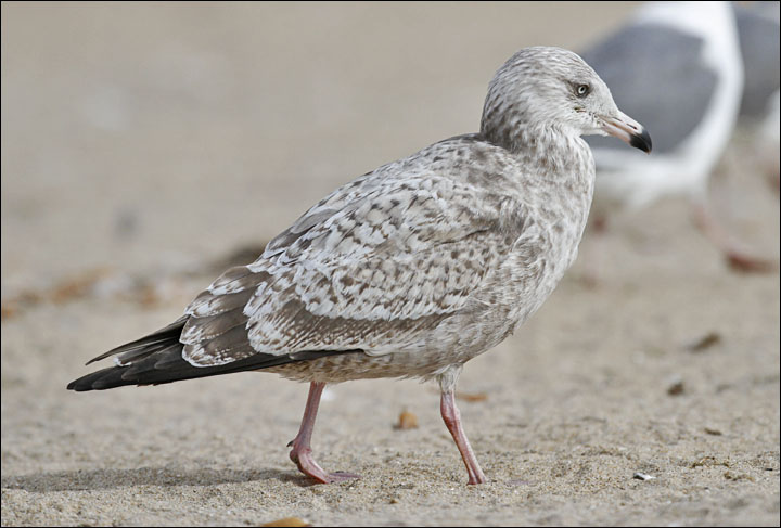 Herring Gull, 2nd cycle