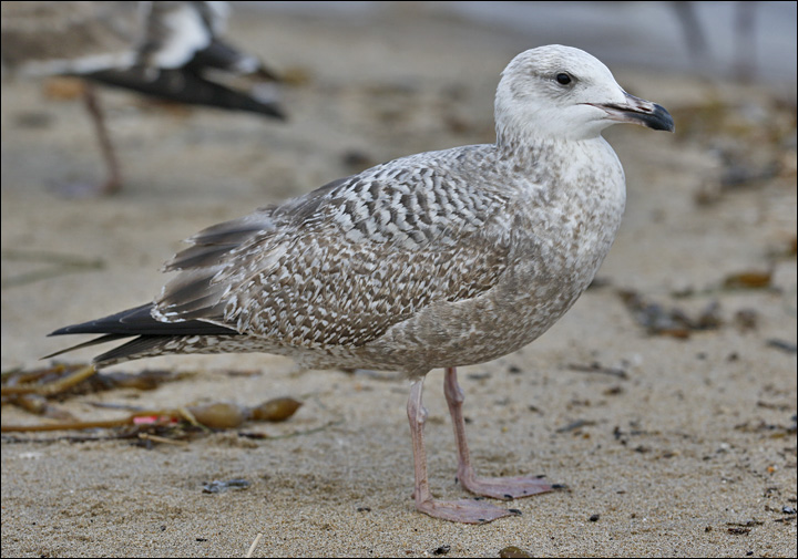 Herring Gull, 2nd cycle (3 of 4)