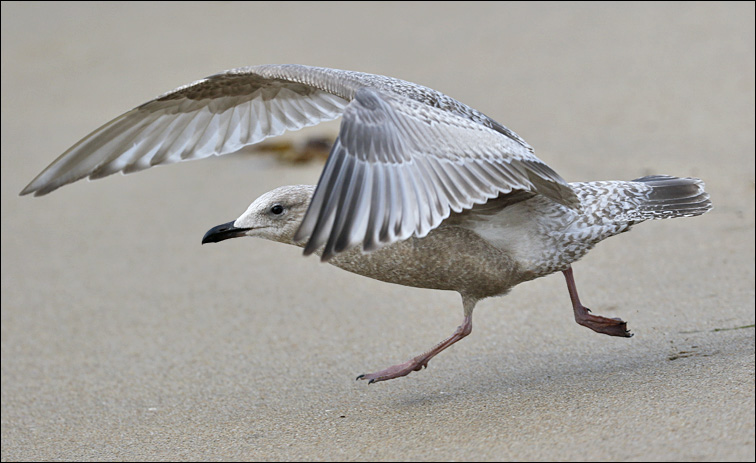 Thayers Iceland Gull, 2nd cycle