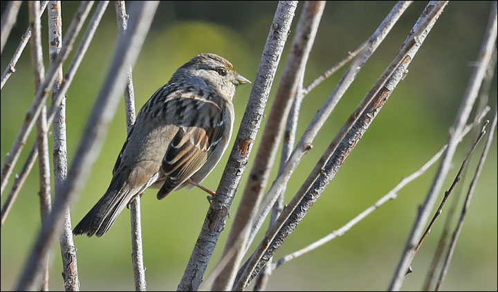 Golden-crowned Sparrow (2 of 2)