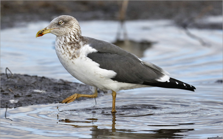 Lesser Black-backed Gull (possible L. f. intermedius), basic adult