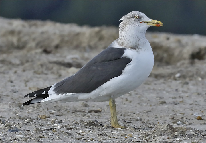 Lesser Black-backed Gull, adult