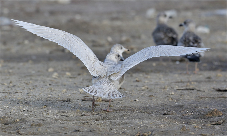 Iceland Gull, 1st cy