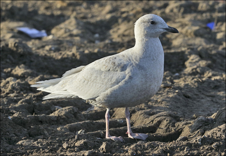Iceland Gull, 1st cy