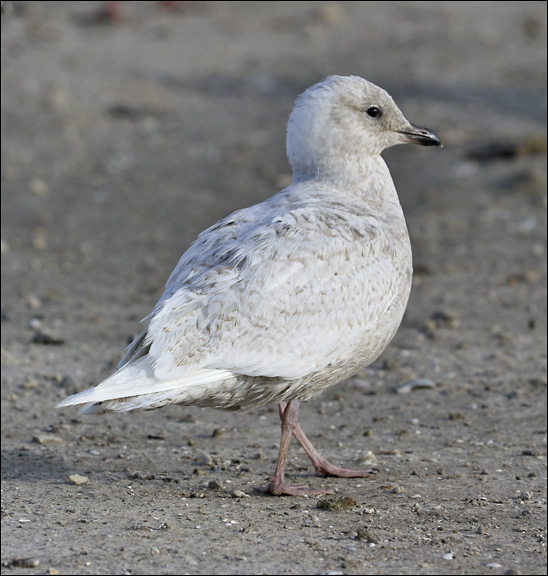 Iceland Gull, 1st cy
