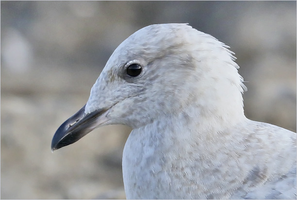 Iceland Gull, 1st cy