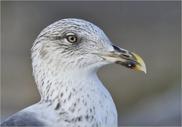 Lesser Black-backed Gull, 3rd cy