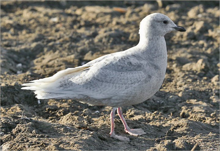 Iceland Gull, 1st cycle