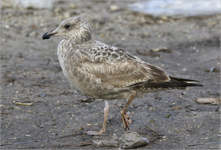 Herring Gull, 1st cy (East Coast)