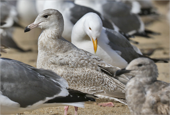 Glaucous-winged x Herring Gull Hybrid (Cook Inlet) 1st cy (1 of 3)