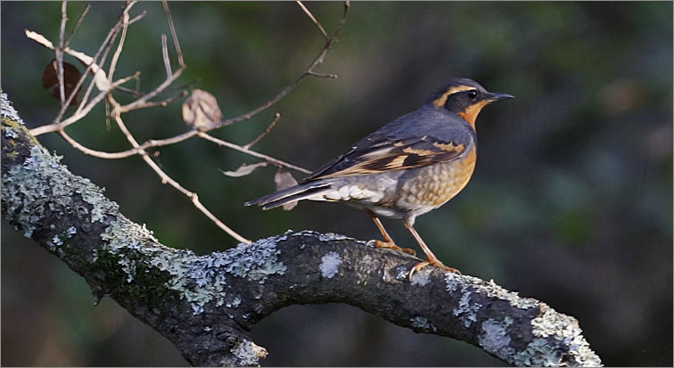 Varied Thrushg, male