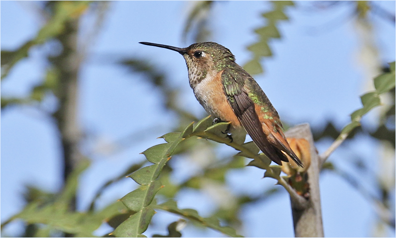 poss-RufousSubAd-UCSC-Arbor-24Jun2016_0814.jpg