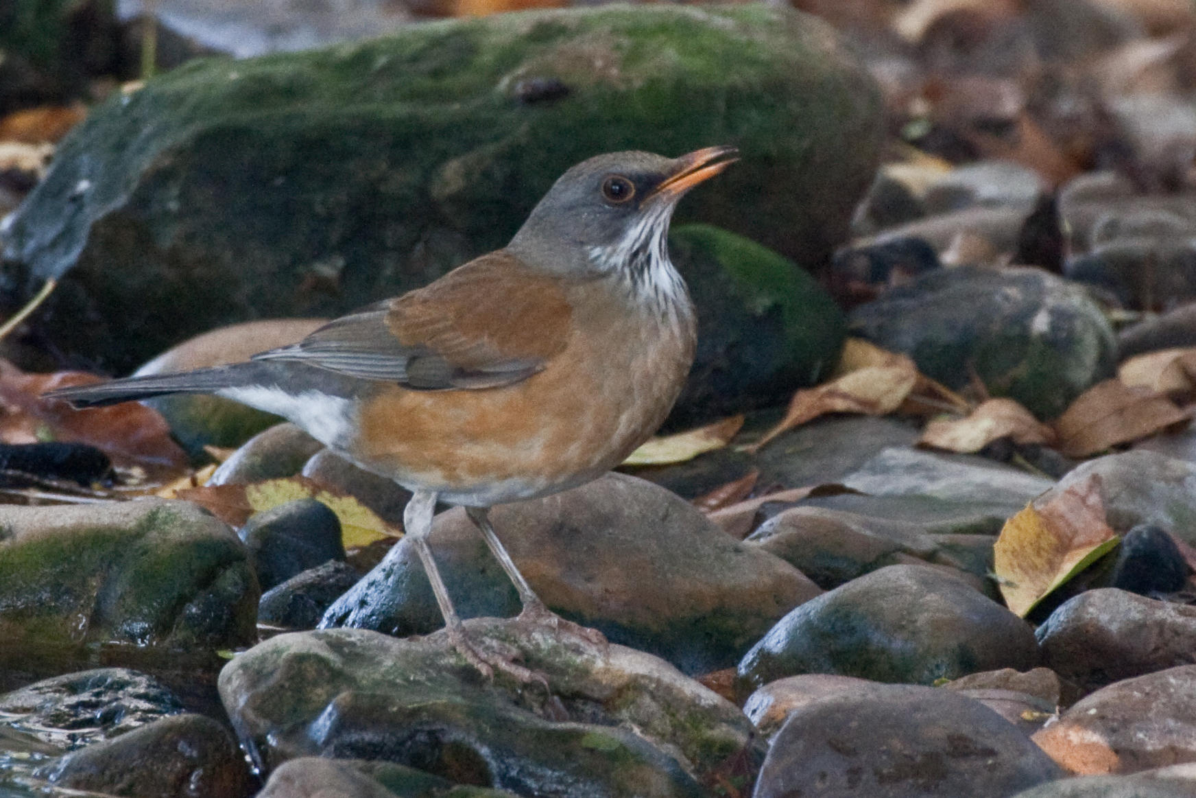 Rufous-backed Robin 2