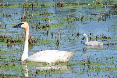 Trumpeter Swan