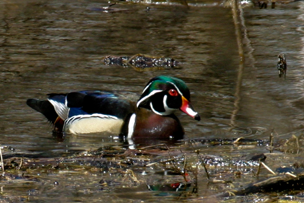Wood Duck 1