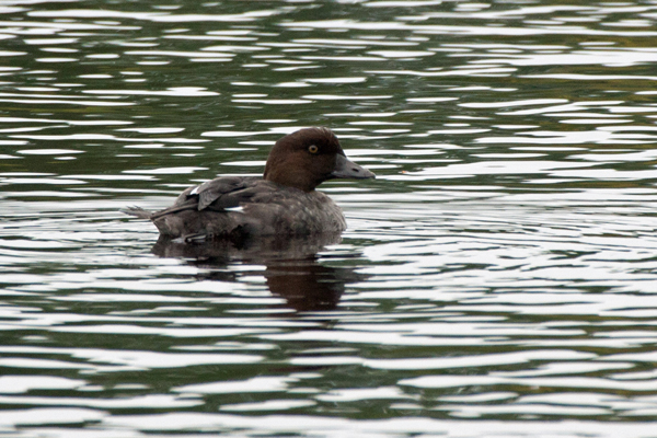Common Goldeneye