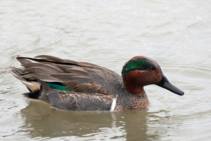 Green-winged Teal