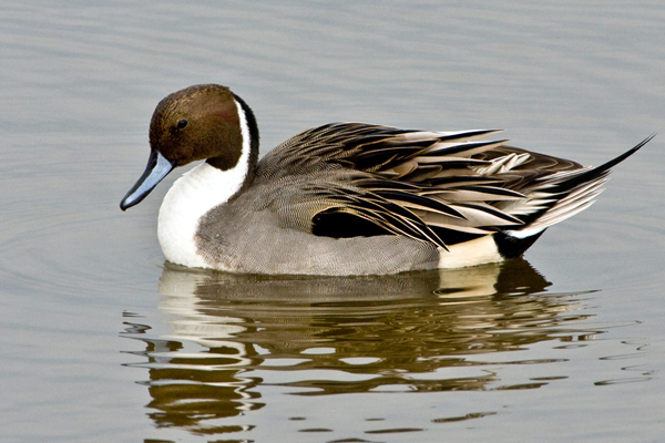 Northern Pintail