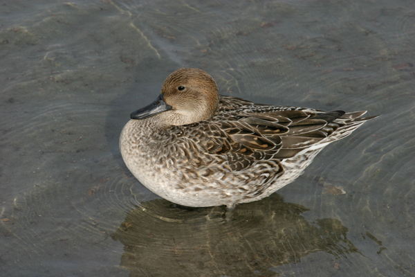 Northern Pintail