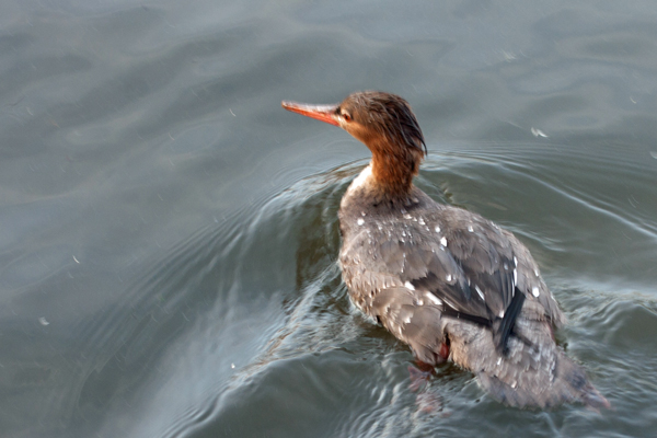 Red-breasted Merganser