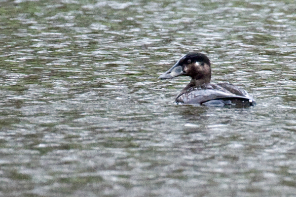 Surf Scoter