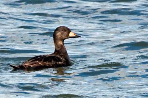 Black Scoter