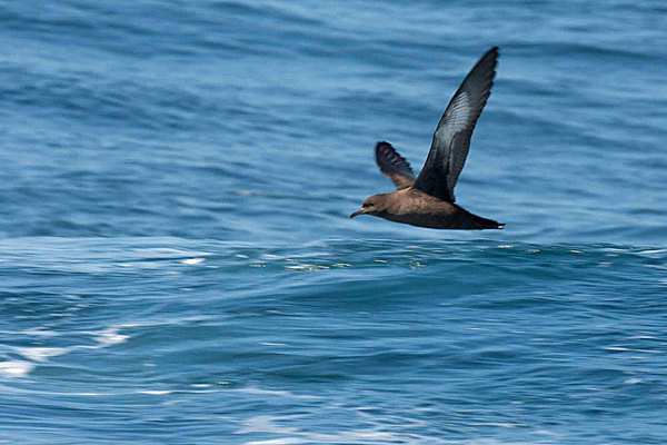 Sooty Shearwater 1