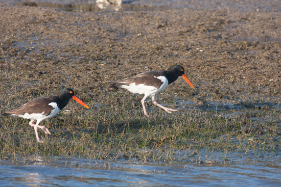 American Oystercatcher 1