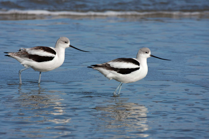 American Avocet 3