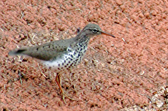 Spotted Sandpiper 2