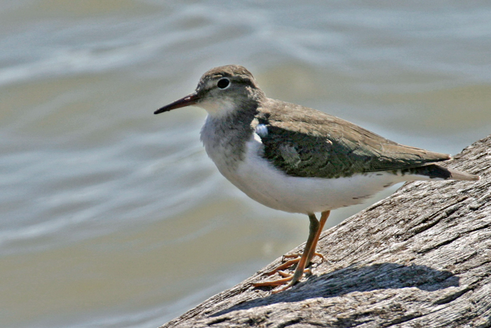 Spotted Sandpiper 3