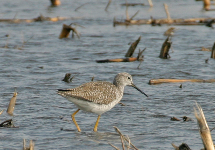 Greater Yellowlegs 1