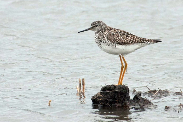Lesser Yellowlegs