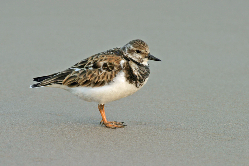 Ruddy Turnstone 4