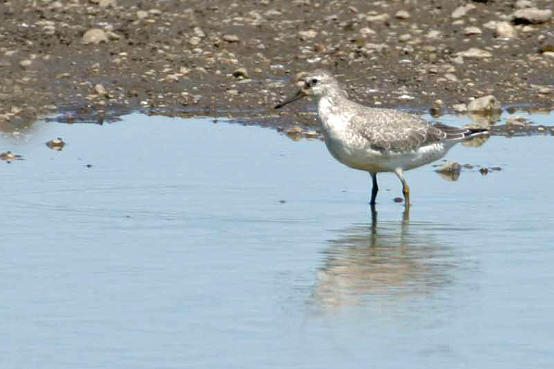 Red Knot 2