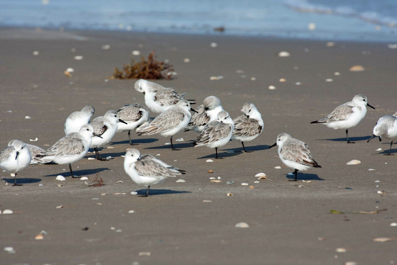 Sanderling 3