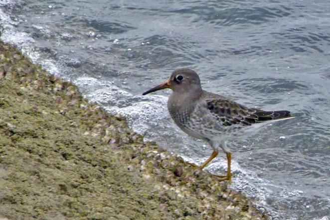 Purple Sandpiper 3