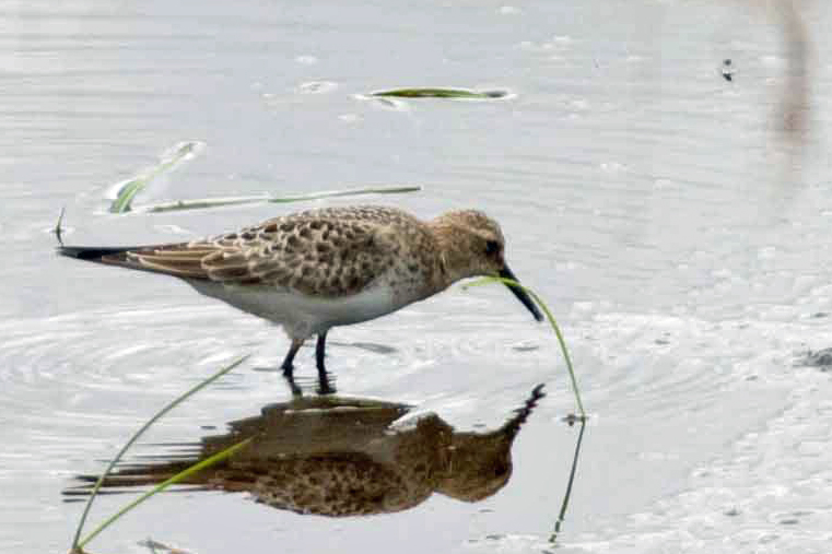 Bairds Sandpiper