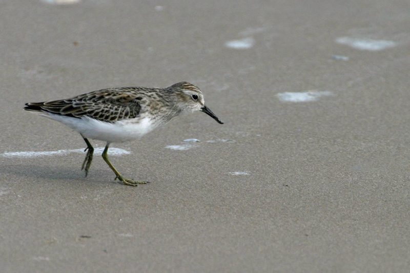 Least Sandpiper 1