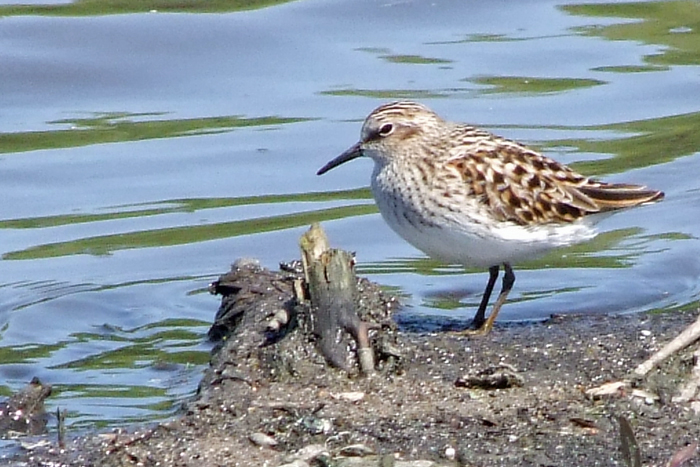 White-rumped Sandpiper 1
